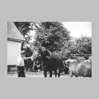 039-0025 Kaltblutpferde auf dem Hof Zoellner.jpg